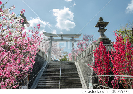 Taga Shrine Ototomo Festival 39955774
