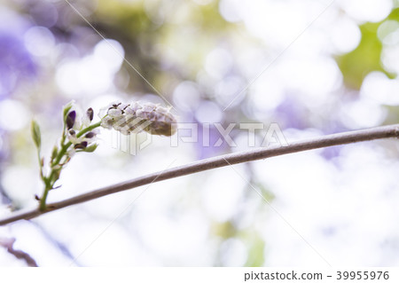 Murasakifuji Murasakifuji 39955976