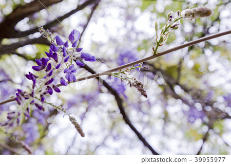 Murasakifuji Murasakifuji 39955977