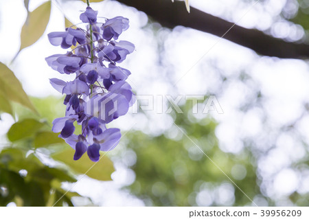 紫藤花 紫藤花 39956209