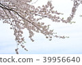 櫻桃樹 39956640
