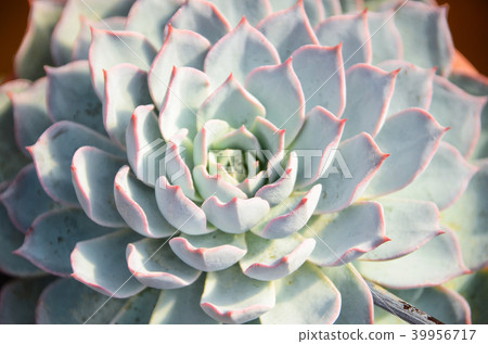 台灣 多肉植物 盆栽 succulents 39956717