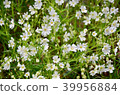 Beautiful spring flowers in forest. 39956884
