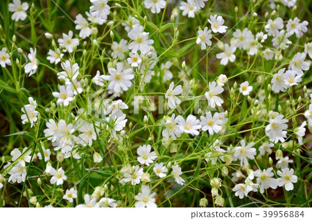 Beautiful spring flowers in forest. Beautiful spring flowers in forest. 39956884