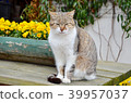 Cute cat siting on table. 39957037