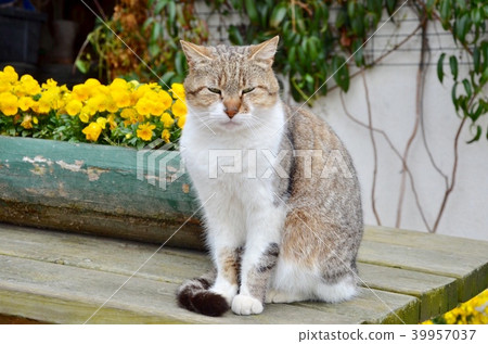 Cute cat siting on table. 39957037