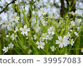 Beautiful white spring flowers on florest. 39957083