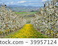 Beautiful Cherry garden with yellow grass flower. 39957124