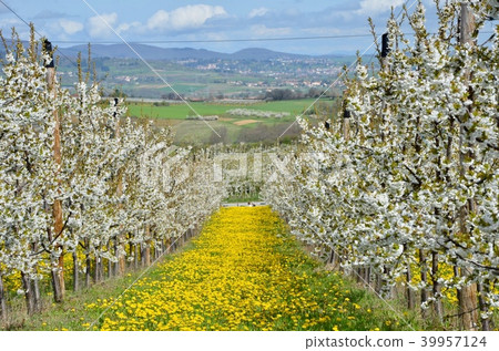 Beautiful Cherry garden with yellow grass flower. 39957124