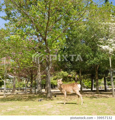 奈良公園的鹿 39957132