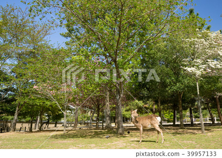Deer in Nara Park 39957133