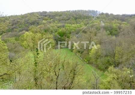 Beautiful scenery green forest in France. 39957233