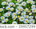 Beautiful daisy flowers on spring time in France. 39957299