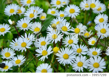 Beautiful daisy flowers on spring time in France. 39957299