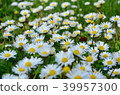 Beautiful daisy flowers on spring time in France. 39957300
