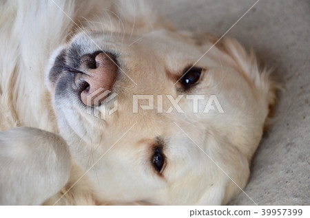 Cute dog face. 39957399