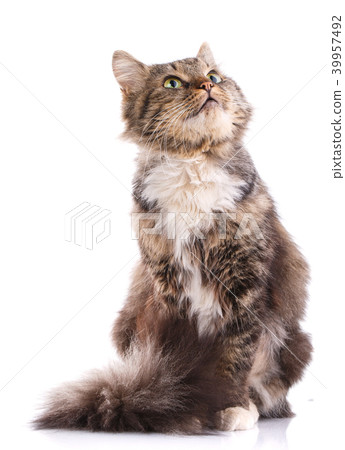 Portrait of a homeless cat. Cat without breed. The unfortunate cat needs help. Portrait of a homeless cat. Cat without breed. The unfortunate cat needs help. 39957492