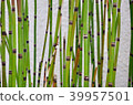 Blurred beautiful green plant background. 39957501
