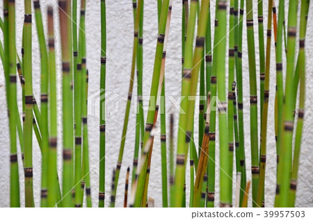 Blurred beautiful green plant background. 39957503