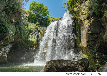Yellow cattle waterfall 39957678
