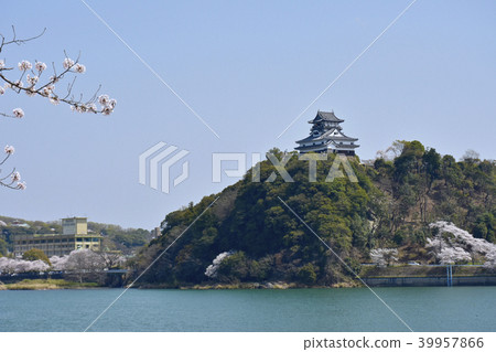 Japan Hyakumeijo Inuyama Castle and Sakura (from opposite bank) Japan Hyakumeijo Inuyama Castle and Sakura (from opposite bank) 39957866