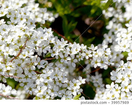 雪楊柳和開花的蜘蛛 雪楊柳和開花的蜘蛛 39957989