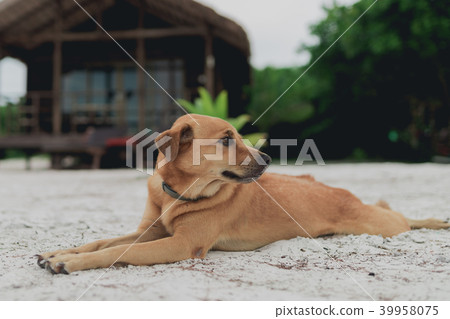Golden hair island dog relaxing on white sand   39958075
