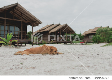Golden hair island dog relaxing on white sand Golden hair island dog relaxing on white sand 39958078