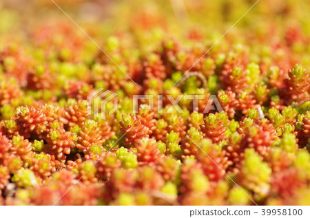 Sedum ground cover 39958100