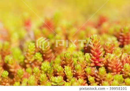 Sedum ground cover 39958101
