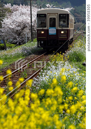 Tenryu Hamana Railway Spring Spring 39958305