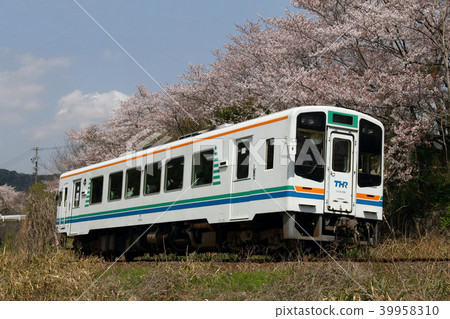 Tenryu Hamana Railway Cherry Blossoms 39958310