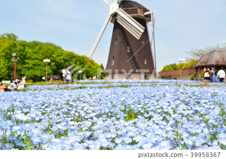 Nemophila blooming on the hill of a windmill Nemophila blooming on the hill of a windmill 39958367