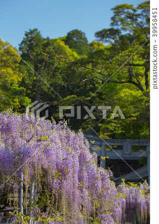 The wisteria of Nishikanta Shrine 39958451