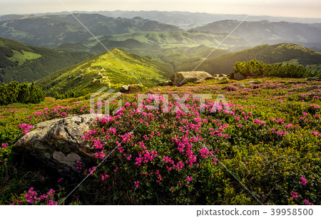Blooming rhododendrons in the mountains. Summer landscape Blooming rhododendrons in the mountains. Summer landscape 39958500