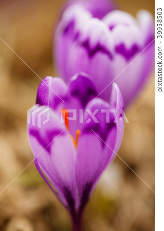 Blossom of crocuses at spring Blossom of crocuses at spring 39958503