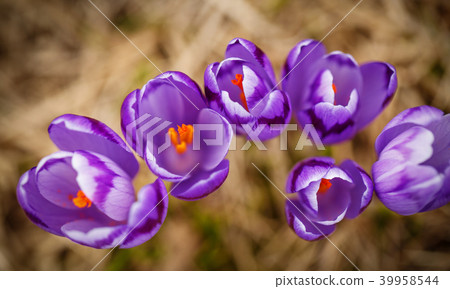 Beautiful first spring flowers. View of close-up blooming violet crocuses in the mountains. Beautiful first spring flowers. View of close-up blooming violet crocuses in the mountains. 39958544