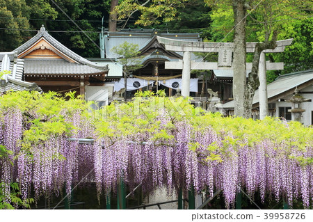 靖國神社和紫藤盛開 靖國神社和紫藤盛開 39958726