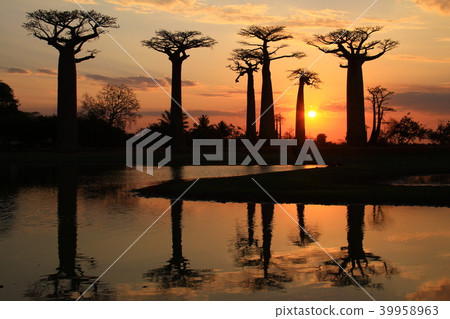 Baobab trees at dusk 39958963