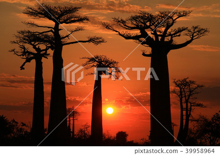Baobab trees at dusk 39958964
