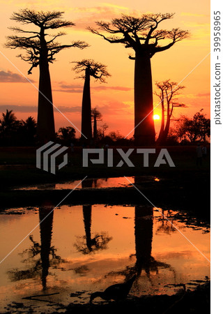 Baobab trees at dusk 39958965