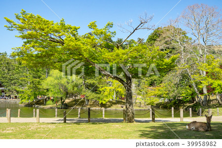 Deer in Nara Park Deer in Nara Park 39958982