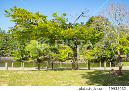 Deer in Nara Park 39958985