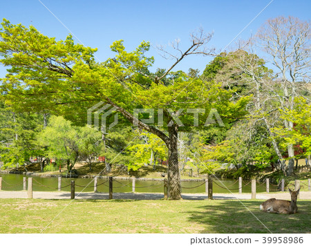 Deer in Nara Park 39958986