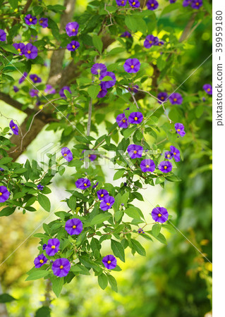 Solanum · Lantoneeti 39959180