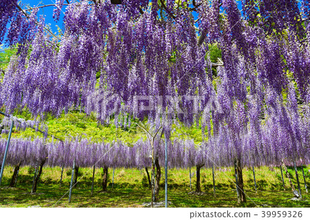 Wisteria flowers of Waki shrine 39959326