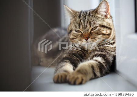 The cat resting on the window sill. 39959480
