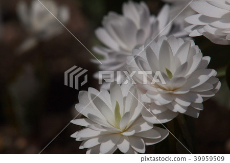 春天花雙開花sanguinaria 39959509