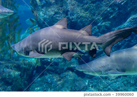 Shark is swiming in aquarium glass tank 39960060