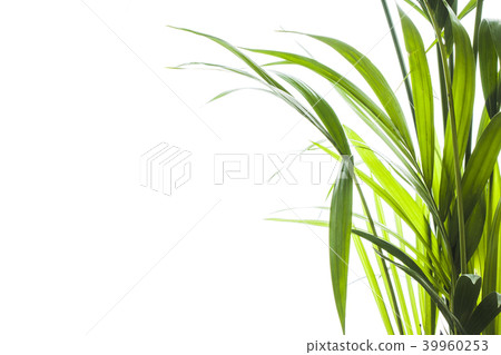 Yallow palm leaves on white background 39960253